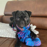 Photo of Toby