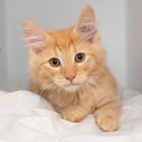 Photo of Cornelius