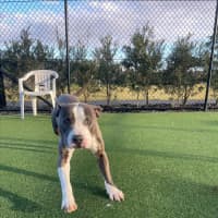 Photo of Jax Imp 1405