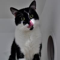 Photo of Count Catula