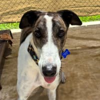 Photo of Metein The Greyhound