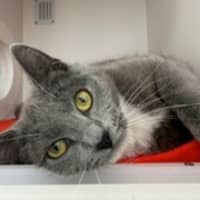 Photo of Cookie