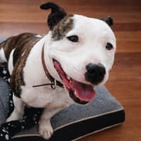 Photo of Bambino And Sammi 