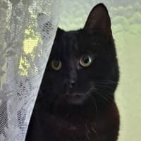 Photo of Opus