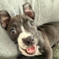 Photo of Lola   10 Week Old Boxer X