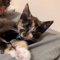 Photo of Ember