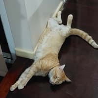 Photo of Jasper