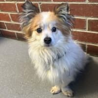 Photo of Rusty