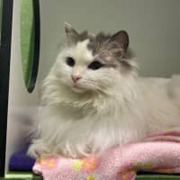 Photo of Luna