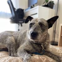 Photo of Scruffy
