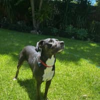 Photo of Sasha *$250 Adoption Fee*