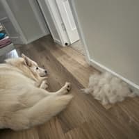 Photo of Mango Cream