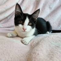 Photo of Nugget