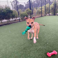 Photo of Beatrix Imp 1481