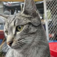 Photo of Clyde