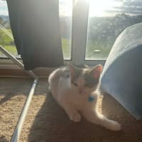 Photo of Sage