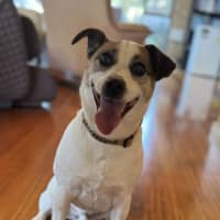 Photo of Rexy