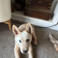Photo of Winger