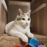 Photo of Bonnie   Located In Avondale Heights