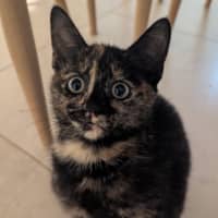 Photo of Nyx
