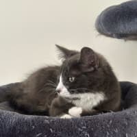 Photo of Darcy