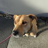 Photo of Apple Crumble