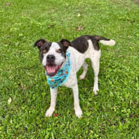 Photo of Owen *$250 Adoption Fee*