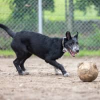Photo of Phaedra