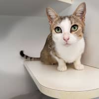 Photo of Cupid