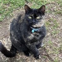 Photo of Peggy (Miss Pippy)