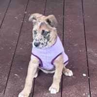 Photo of Dottie 