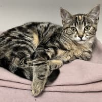 Photo of Dotty
