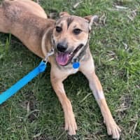 Photo of Roo