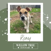 Photo of Remy 