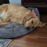 Photo of Butternut Snap