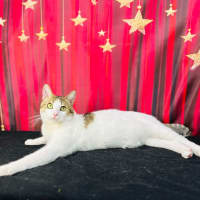 Photo of Buzz   Located In Brunswick East 