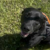 Photo of Bear   14 Month Old Labrador X