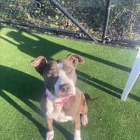 Photo of Roxy Imp 1300