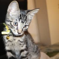 Photo of  Joey   Now At Pet Quarters Belmont 