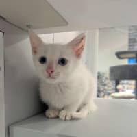 Photo of Chicken Loaf
