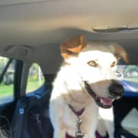 Photo of Noki