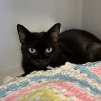 Photo of Octavia