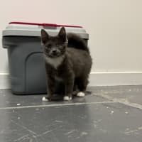 Photo of Tank ( Was Leela )