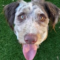 Photo of Buddy   2 Year Old Poodle X Border Collie