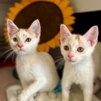 Photo of Fugitive *Meet Me At Petstock Milperra*