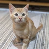 Photo of Mochi   In Foster Care In Reservoir