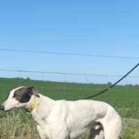 Photo of Harlo