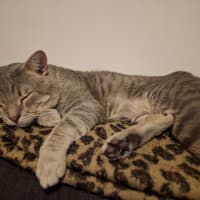 Photo of Grumbles