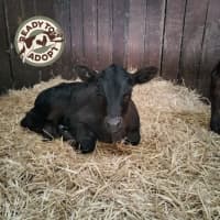 Photo of Bubba & Gump