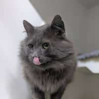 Photo of 🎩 Horatio 6189 🎩